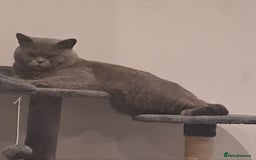 British Shorthair cats for stud: Stud duties British shorthair purebred - Image 3