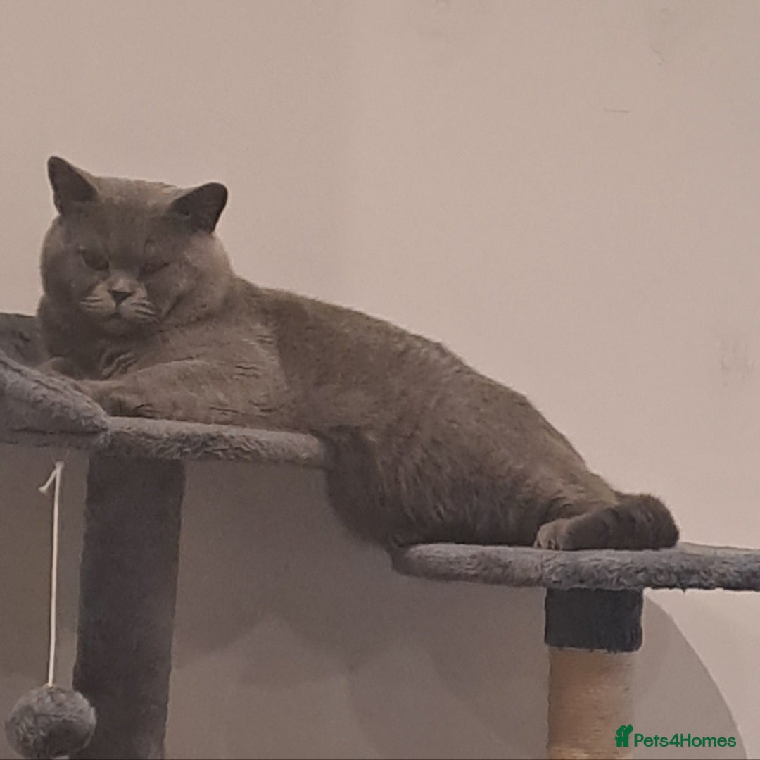 British Shorthair cats for stud: Stud duties British shorthair purebred - Image 3