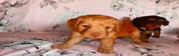 Cockapoo dogs for sale: Beautiful cocker poo puppies available  in Havercroft - Advert 7