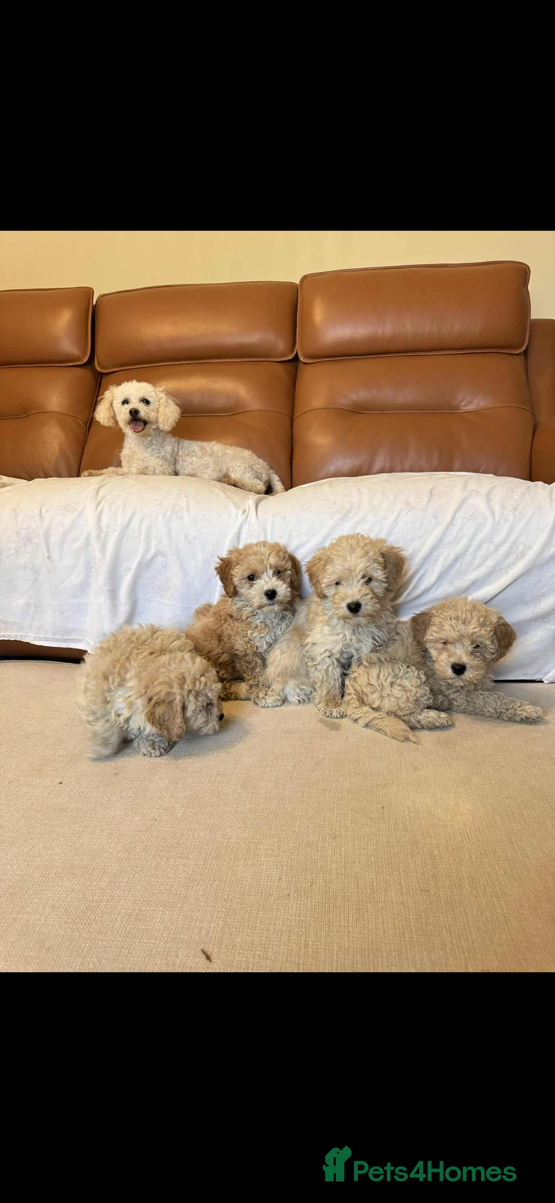 Poochon dogs for sale: Poochon puppies - Advert 2