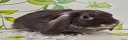Mini Lop rabbits for sale: Friendly handled mini lop boy - Advert 6
