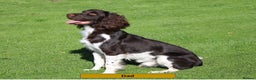 English Springer Spaniel dogs for sale: Health Tested English Springer Spaniel Puppies - Advert 3