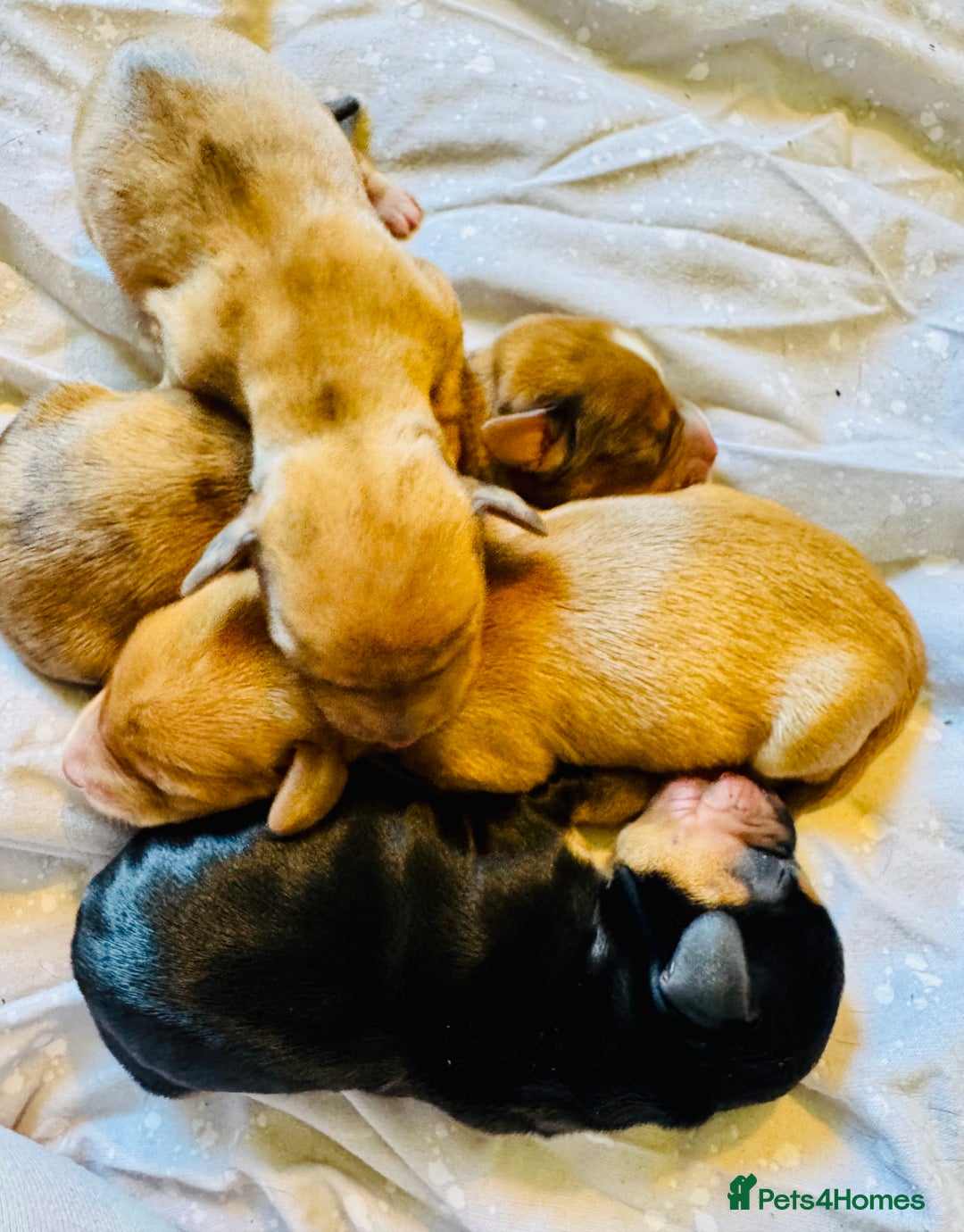 Mixed Breed dogs for sale: Beautiful Dachshunds for sale  - Image 4