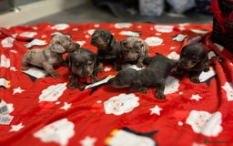 Miniature Dachshund dogs for sale: 6 Miniature dacshund puppies  - Advert 10