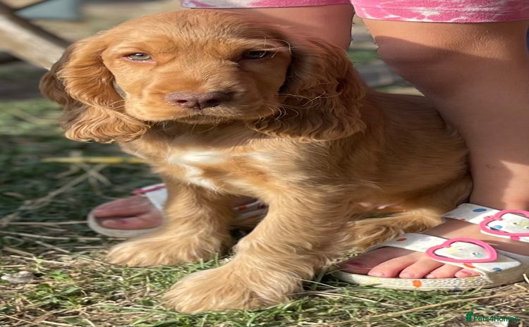 Cocker Spaniel dogs - Advert 2
