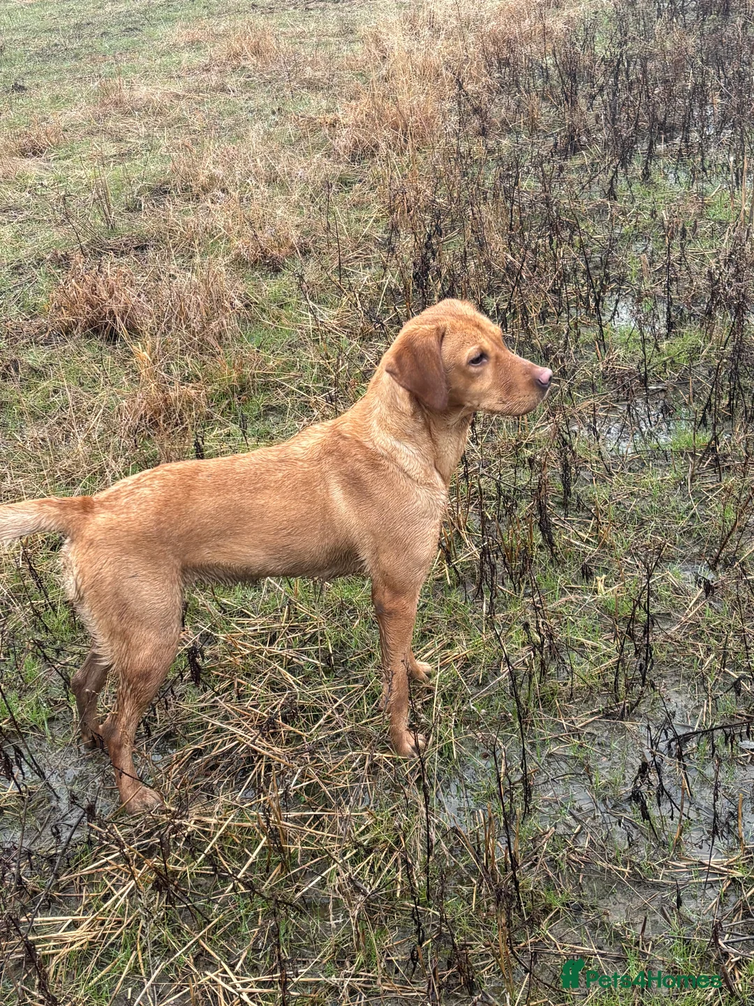 Labrador Retriever dogs for sale: Kc reg Labrador bitch - Advert 1
