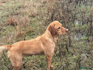 Labrador Retriever dogs Kc reg Labrador bitch - Advert 2