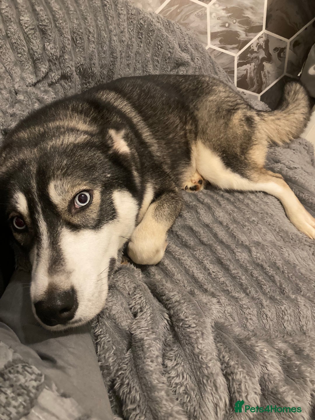 Siberian Husky dogs for sale: Siberian husky puppy for sale - Advert 1