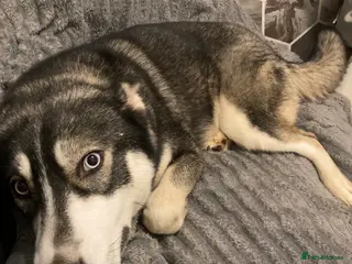 Siberian Husky dogs Siberian husky puppy for sale - Advert 8