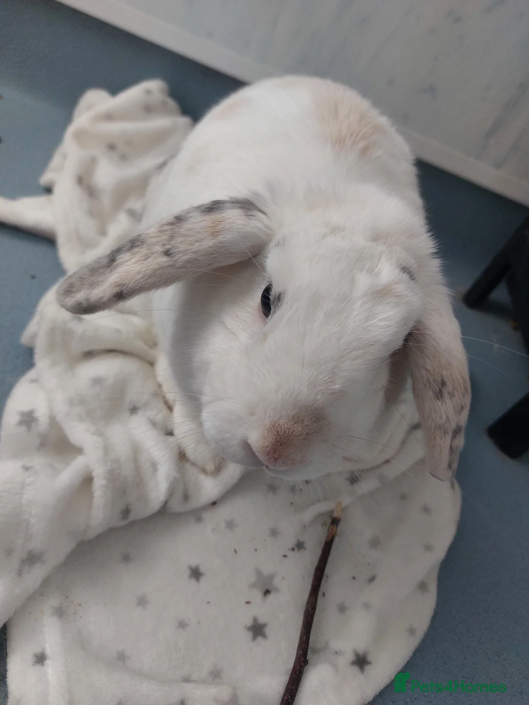 English Lop rabbits for sale: 2 year old English lop - Advert 1