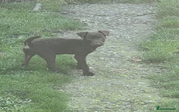 Patterdale Terrier dogs for sale: 3 patterdale terrier pups of working lines  - Image 7