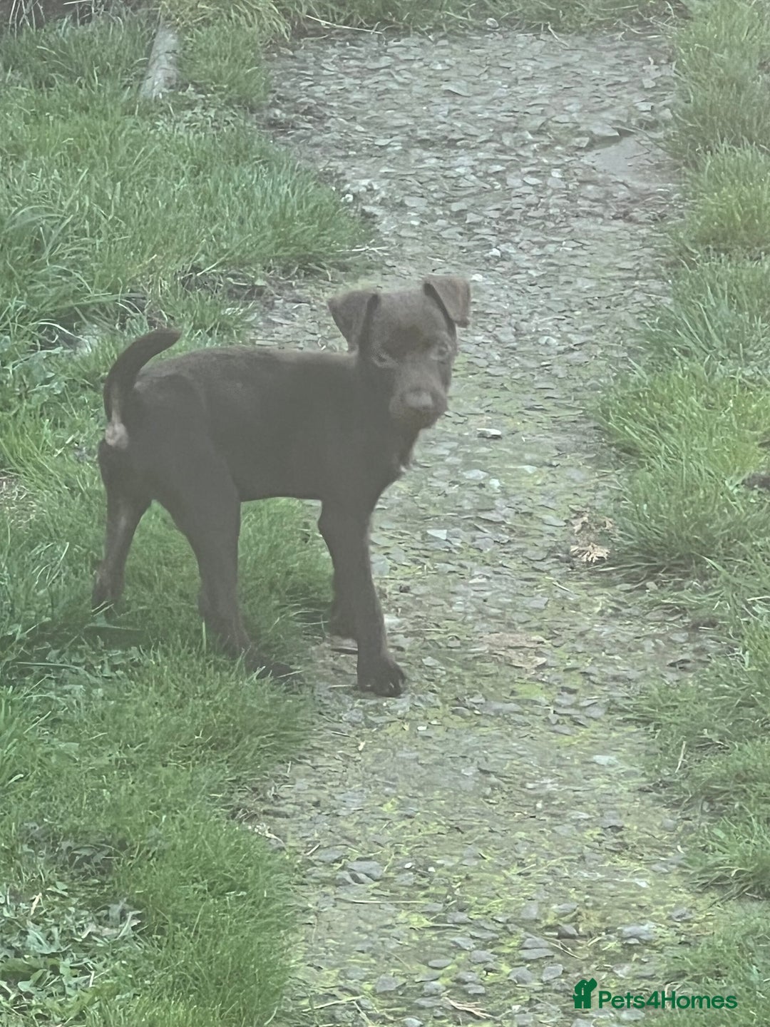 Patterdale Terrier dogs for sale: 3 patterdale terrier pups of working lines  - Image 7