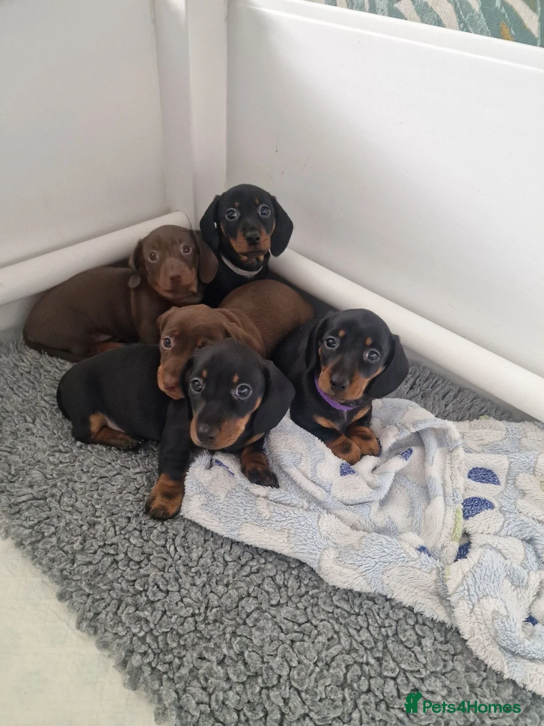Miniature Dachshund dogs for sale: For Sale Beautiful KC reg Miniature Dachshunds in Leek - Advert 1