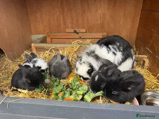 Mini Lion Lop rabbits Mini lion head lop baby bunnies - Advert 1