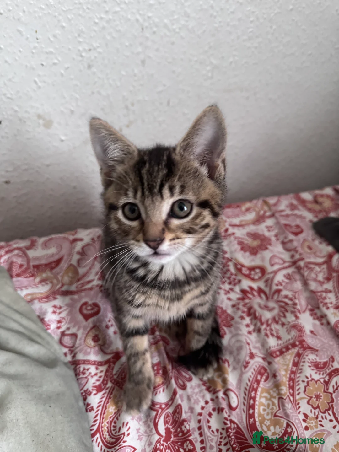 Siberian cats for sale: Siberian forest kittens 9 weeks old - Advert 2