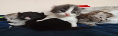 Maine Coon Kitten 4