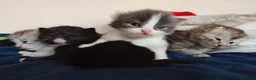 Maine Coon cats for sale: Our beautiful babies have been born! - Advert 7