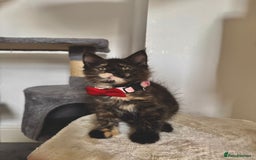 Maine Coon cats for sale: Maine coon kittens  - Image 6