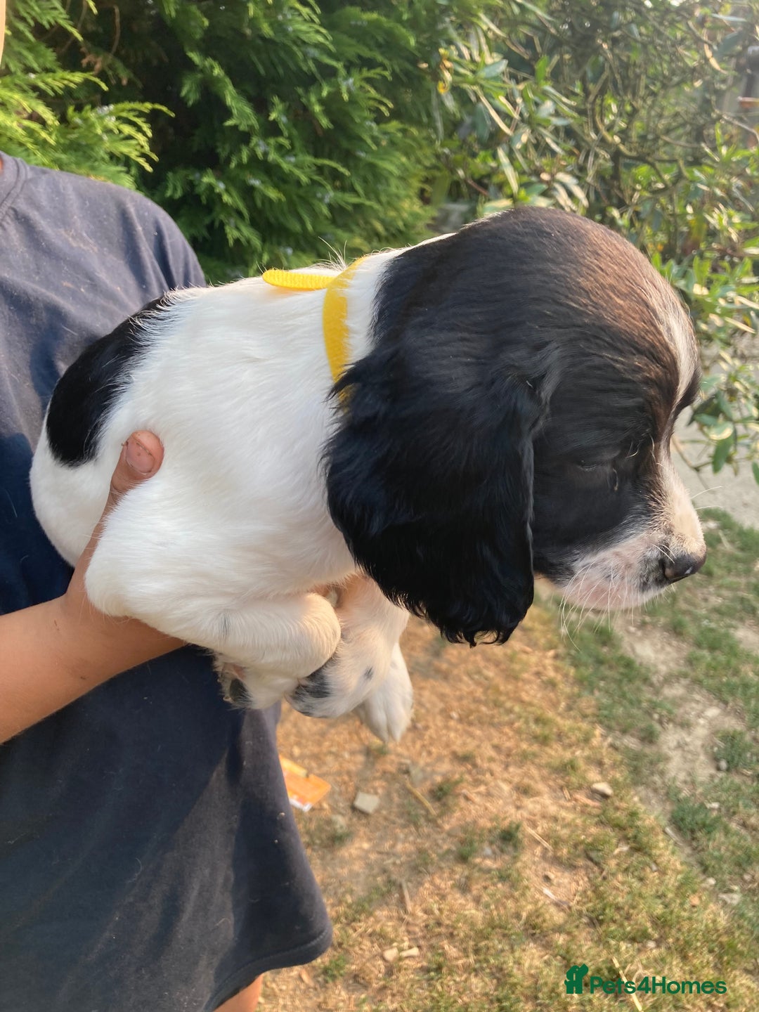 English Springer Spaniel dogs for sale: English Springer Spaniel Puppies - Image 4