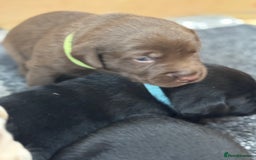 Labrador Retriever dogs for sale: EXCELLENT &UNIQUE LAB PUPPIES AV 12 NOV £1450 - Image 36