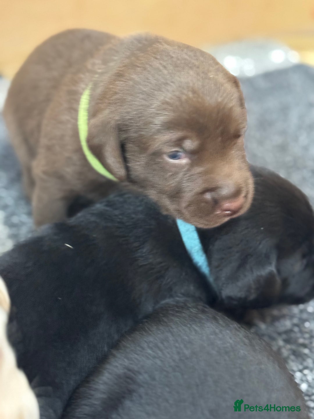 Labrador Retriever dogs for sale: EXCELLENT &UNIQUE LAB PUPPIES AV 12 NOV £1450 - Image 36