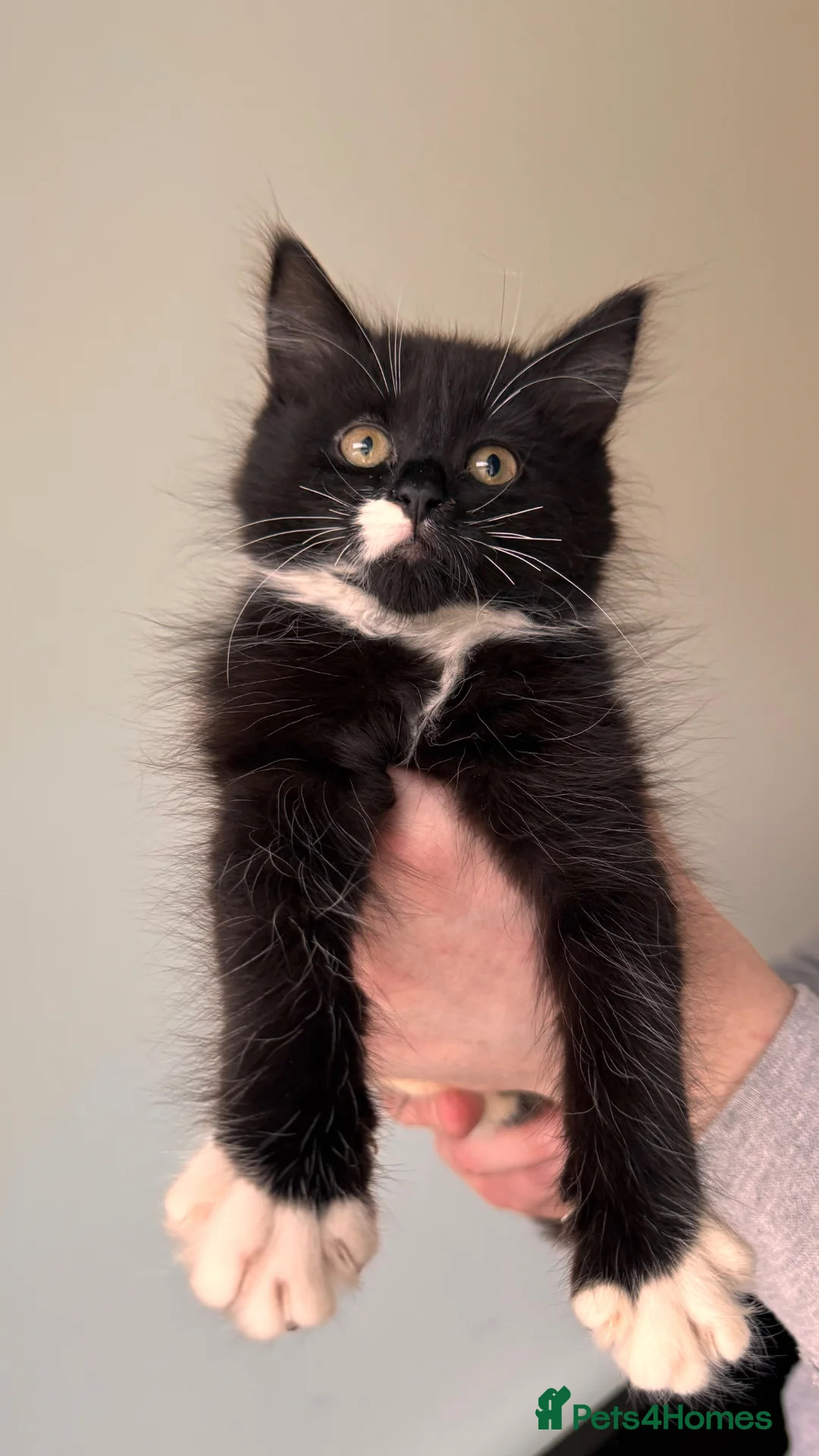 Mixed Breed cats for sale: 2 Kittens available  - Advert 4