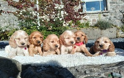 Cocker Spaniel dogs for sale: ❤️Adorable Quality Show Type Cocker Spaniels 🩵 - Image 7