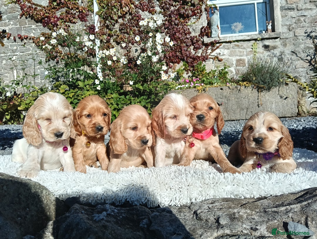 Cocker Spaniel dogs for sale: ❤️Adorable Quality Show Type Cocker Spaniels 🩵 - Image 7