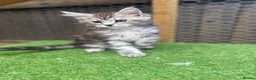 Maine Coon cats for sale: Blue smoke kittens from champion blood line - Advert 23