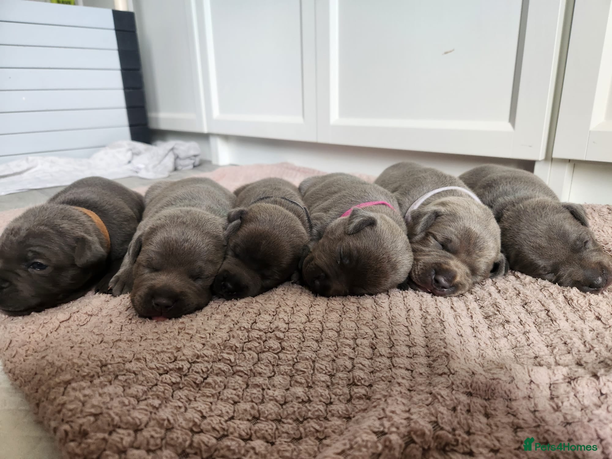 Staffordshire Bull Terrier dogs Blue KC registered Staffordhire bull terrier - Advert 5