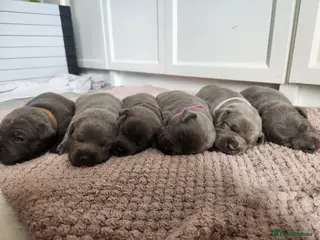 Staffordshire Bull Terrier dogs Blue KC registered Staffordhire bull terrier - Advert 6