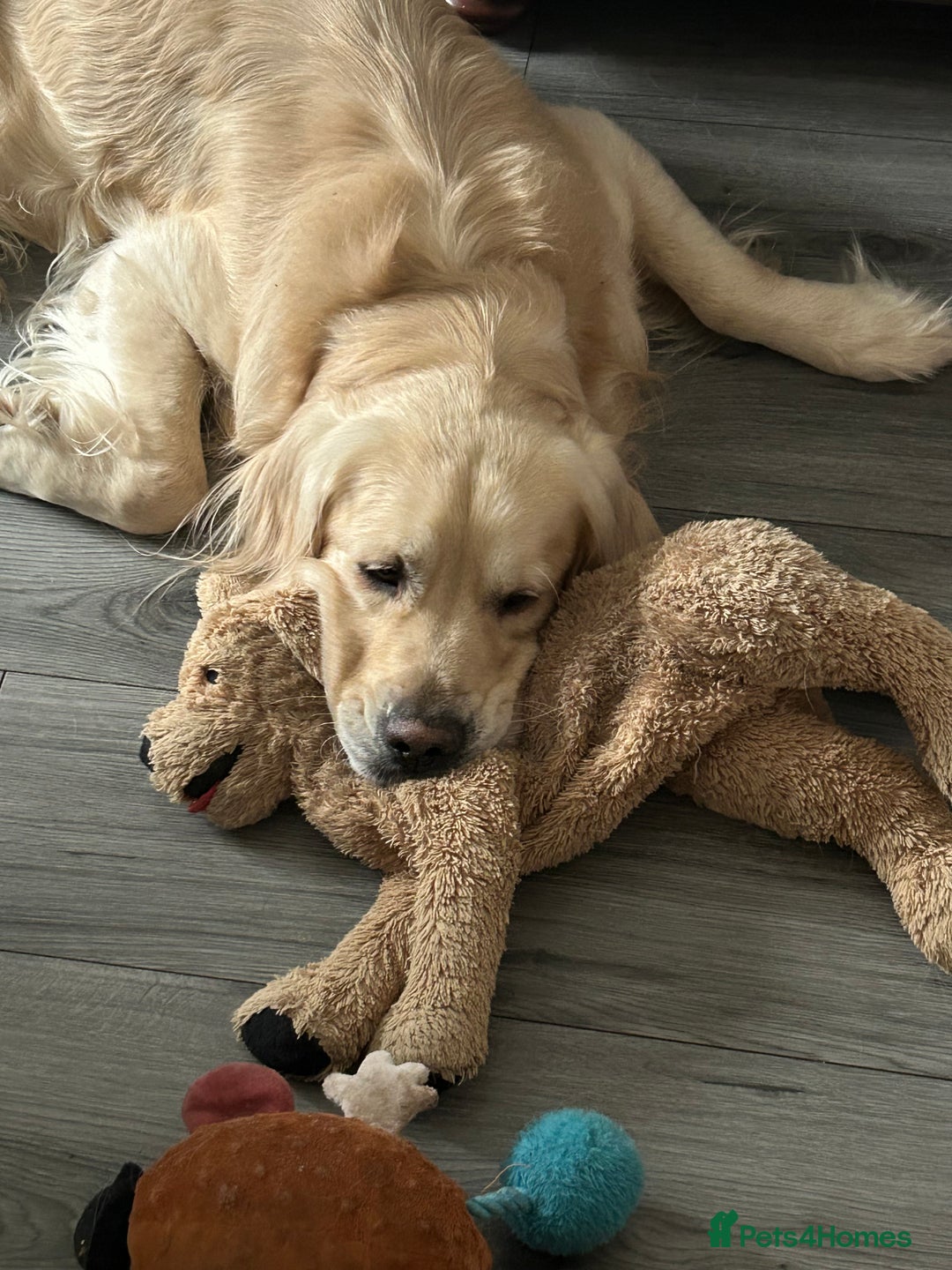 Golden Retriever dogs for sale: Golden retriever, 4 years old - Advert 7