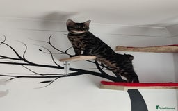 Bengal cats for stud: Charcoal brown bengal stud glitter coat  - Image 6
