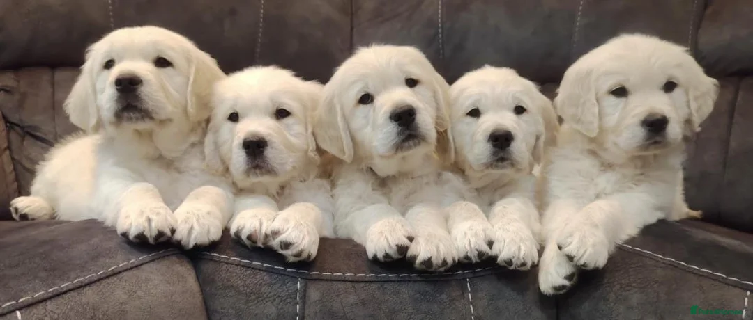 Golden Retriever dogs for sale: GOLDEN RETRIEVER PUPPIES READY NOW in Manchester - Advert 1