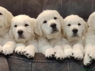 Golden Retriever dogs GOLDEN RETRIEVER PUPPIES READY NOW - Advert 1