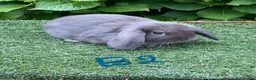 Mini Lop rabbits for sale: Pure bred mini lop baby Rabbits. - Advert 13