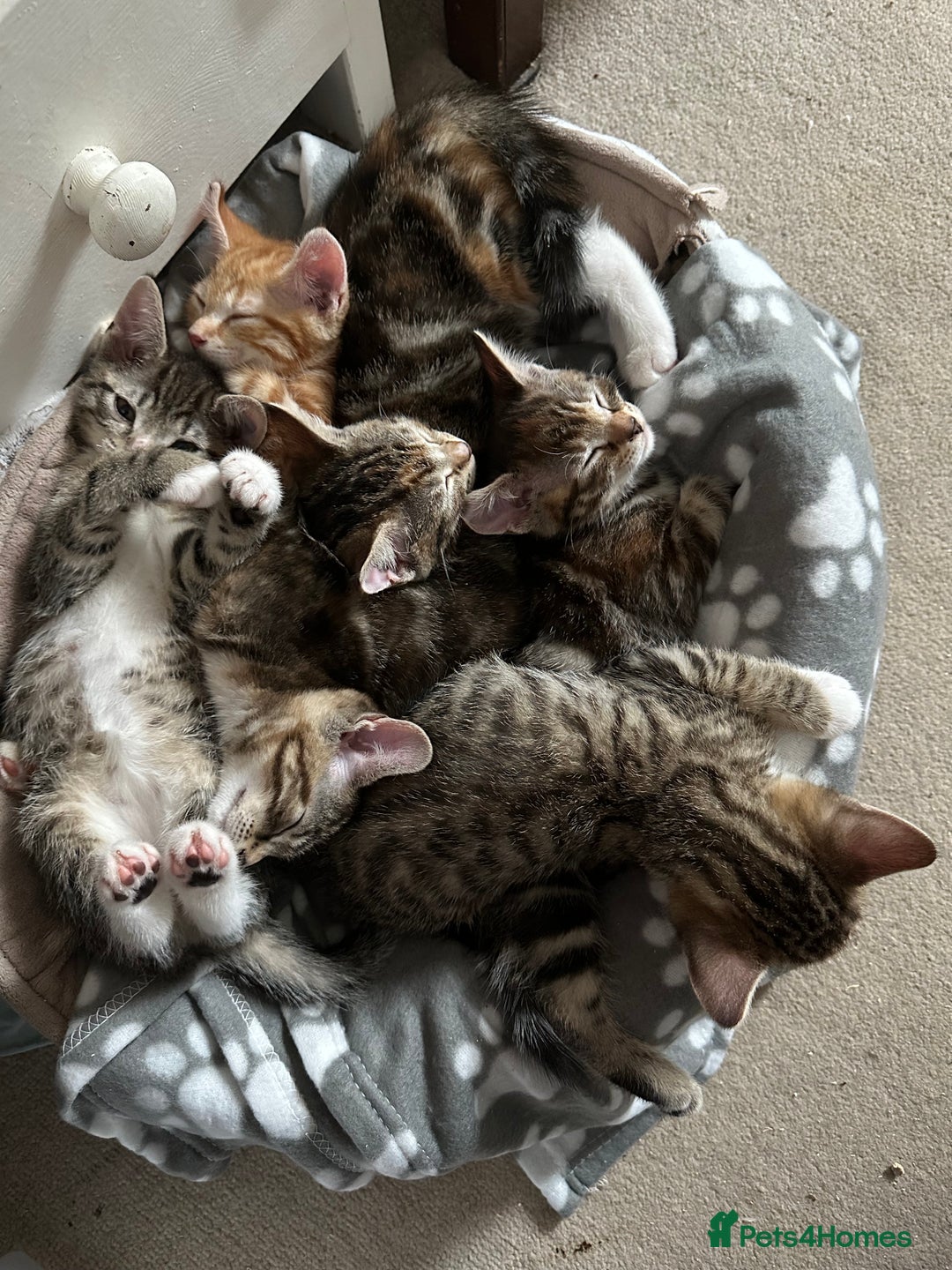 Mixed Breed cats for sale: Beautiful kittens - Image 4