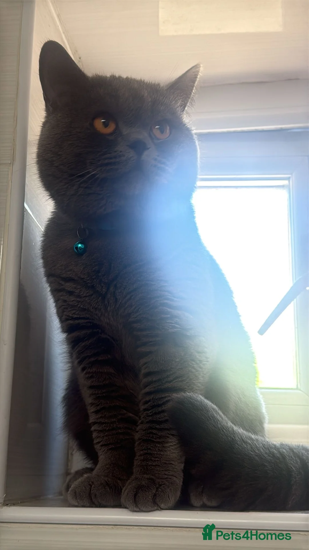 Mixed Breed cats for sale: Beautiful 8-Week-Old BSH Cross Kitten  - Advert 3