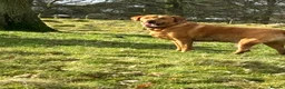 Labrador Retriever dogs for sale: 5 year old male fox  red Labrador  in Boldon Colliery - Advert 3