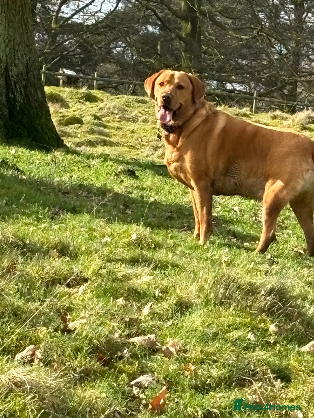 Labrador Retriever dogs for sale: 5 year old male fox  red Labrador  in Boldon Colliery - Advert 3