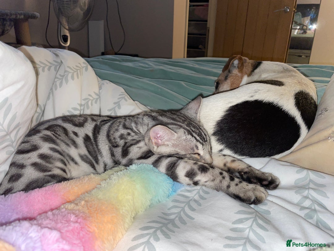 Bengal cats for sale: Pure bengal kittens - Image 6