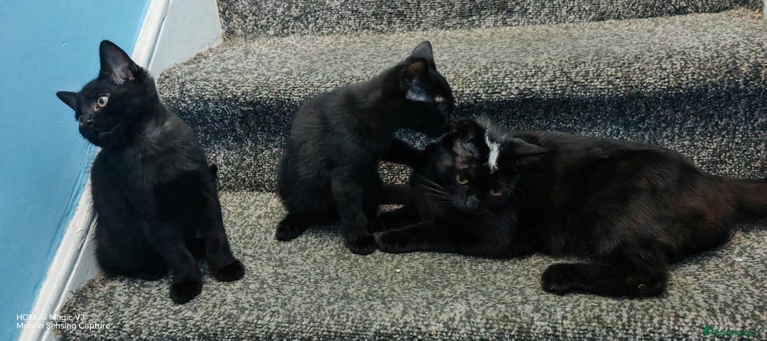 European cats for sale: Donation - Image 5