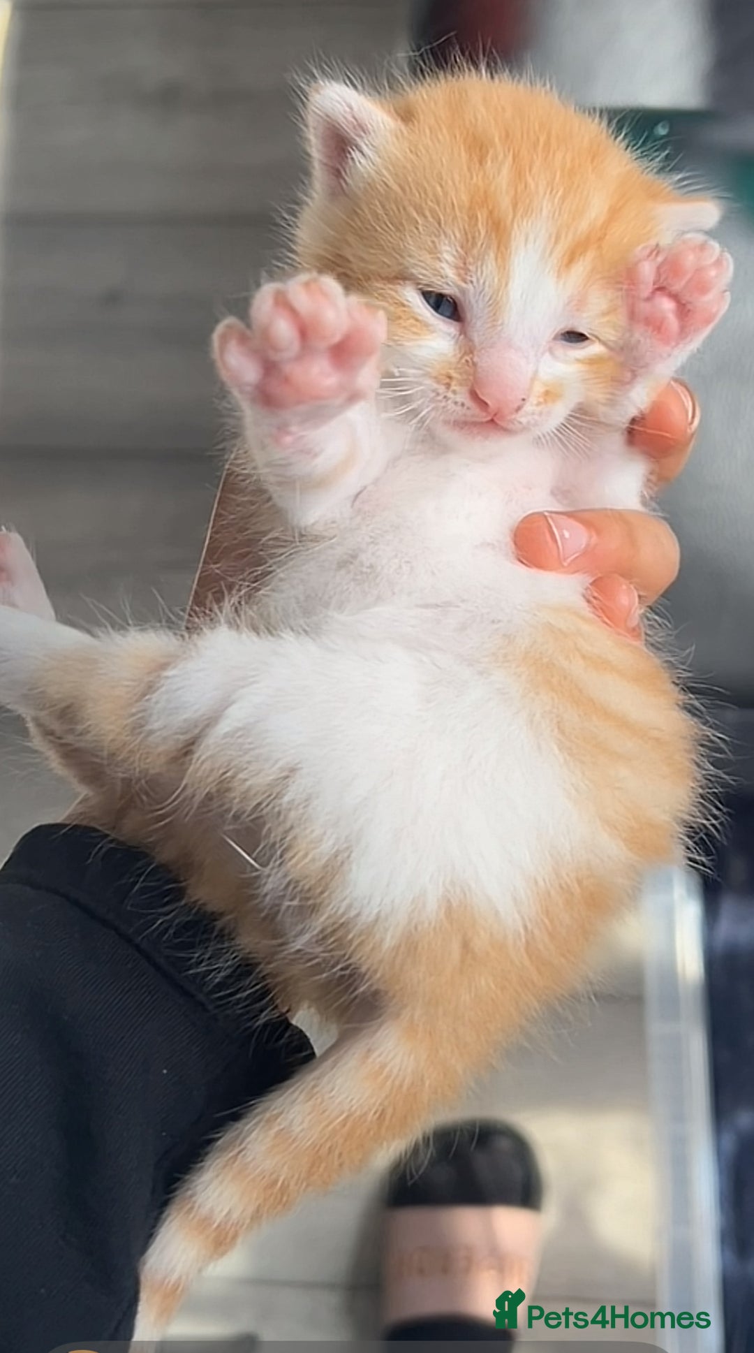 British Shorthair cats for sale: Male and female ginger kittens - Image 1