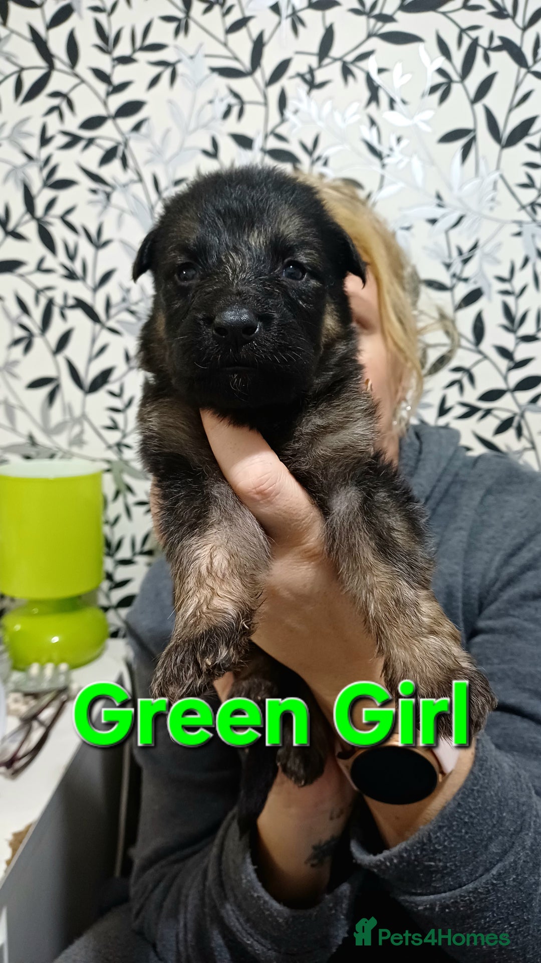 German Shepherd dogs for sale: German Shepherd Puppies - Advert 6