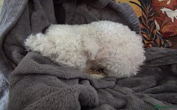 Bichon Frise dogs for sale: Beautiful Female Bichon Frise – Looking for a home - Advert 6