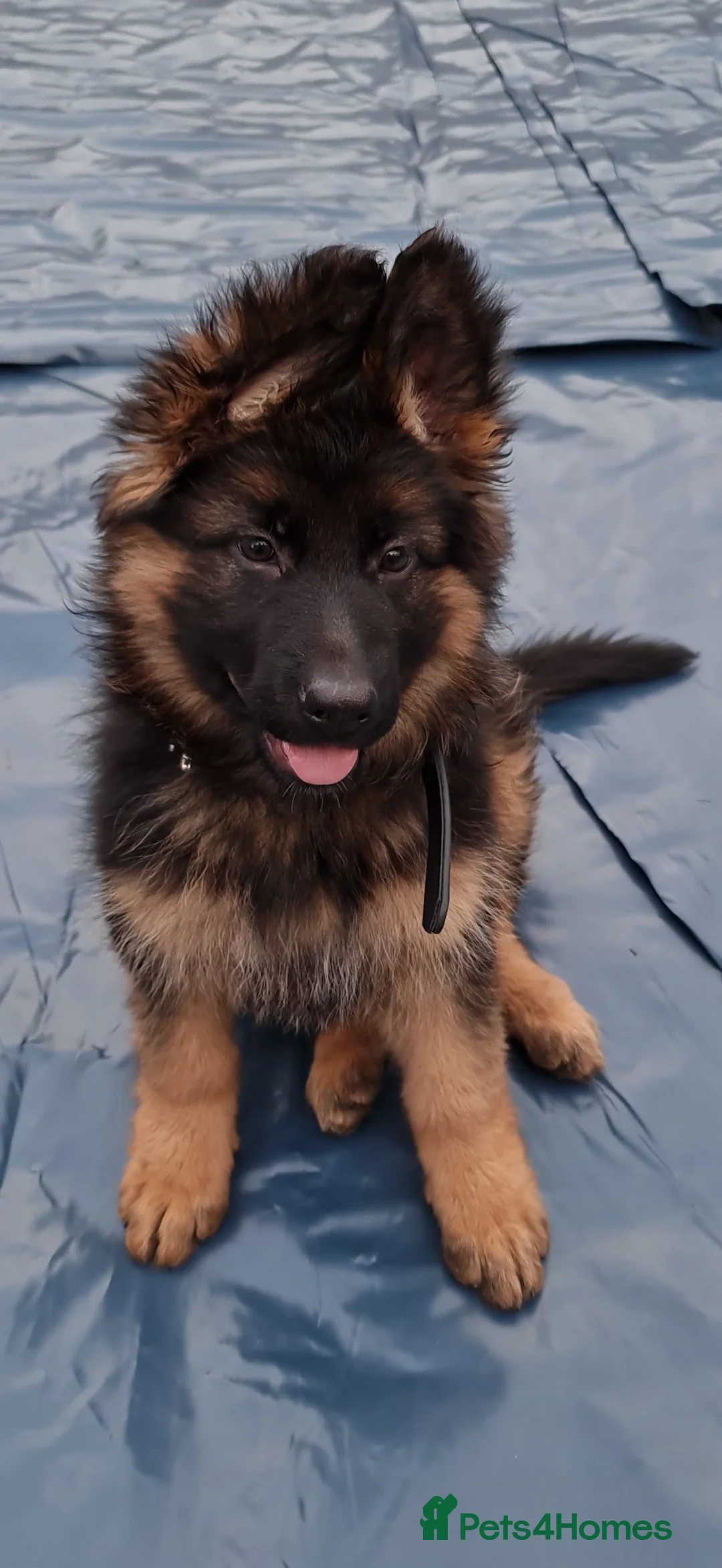 German Shepherd dogs for sale: Full pedigree German shepherd longhair  - Advert 25
