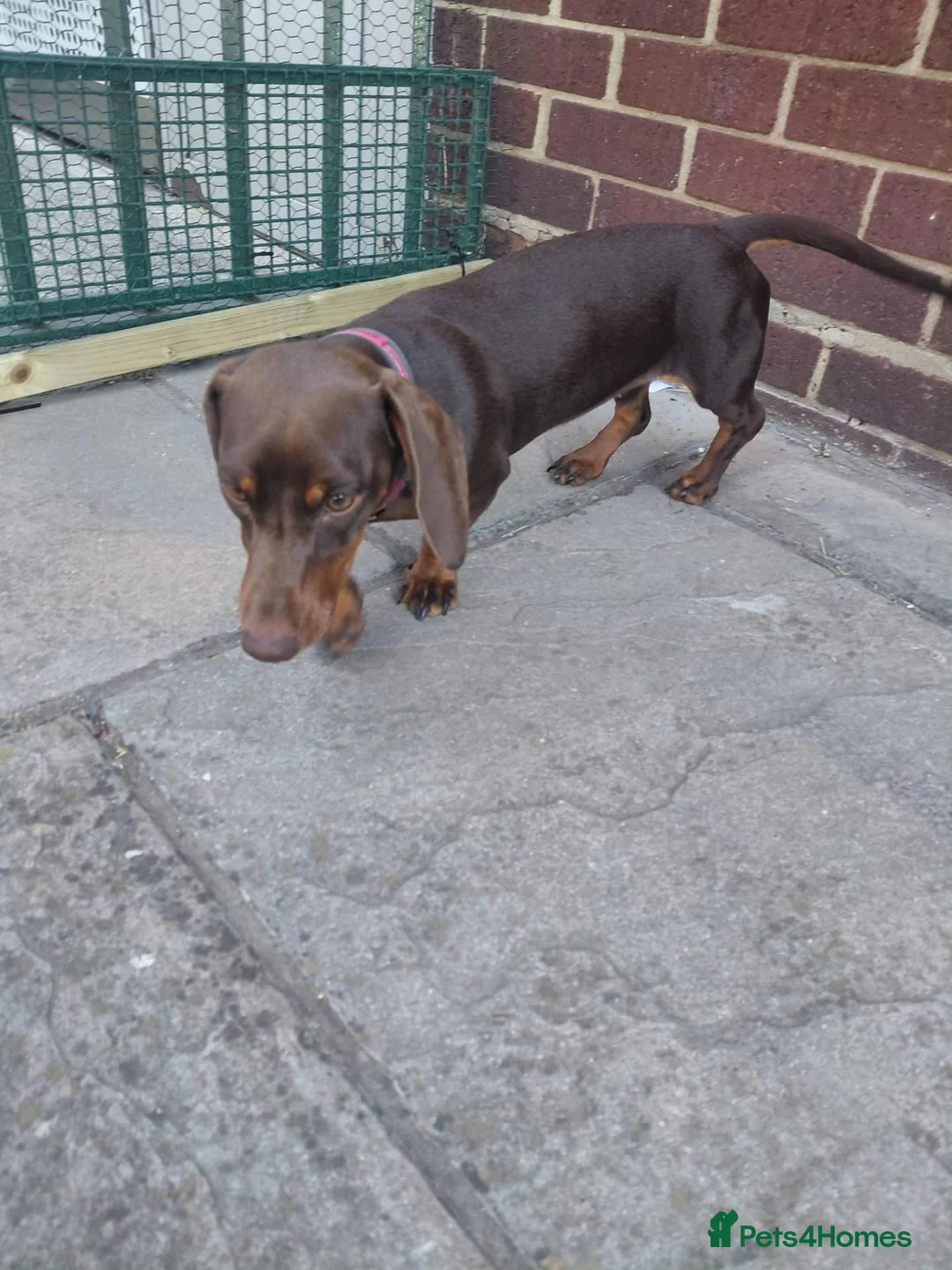 Dachshund dogs for sale: Dachshund girl puppy  in London - Advert 12