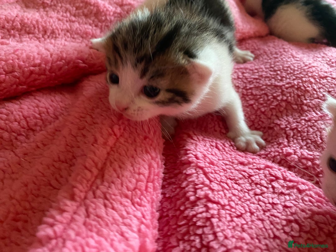 British Shorthair cats for sale: Beautiful baby kittens ready 23rd Dec - Advert 7