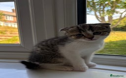 Scottish Fold cats for sale: 3 Scottish folds  in Uckfield - Image 10
