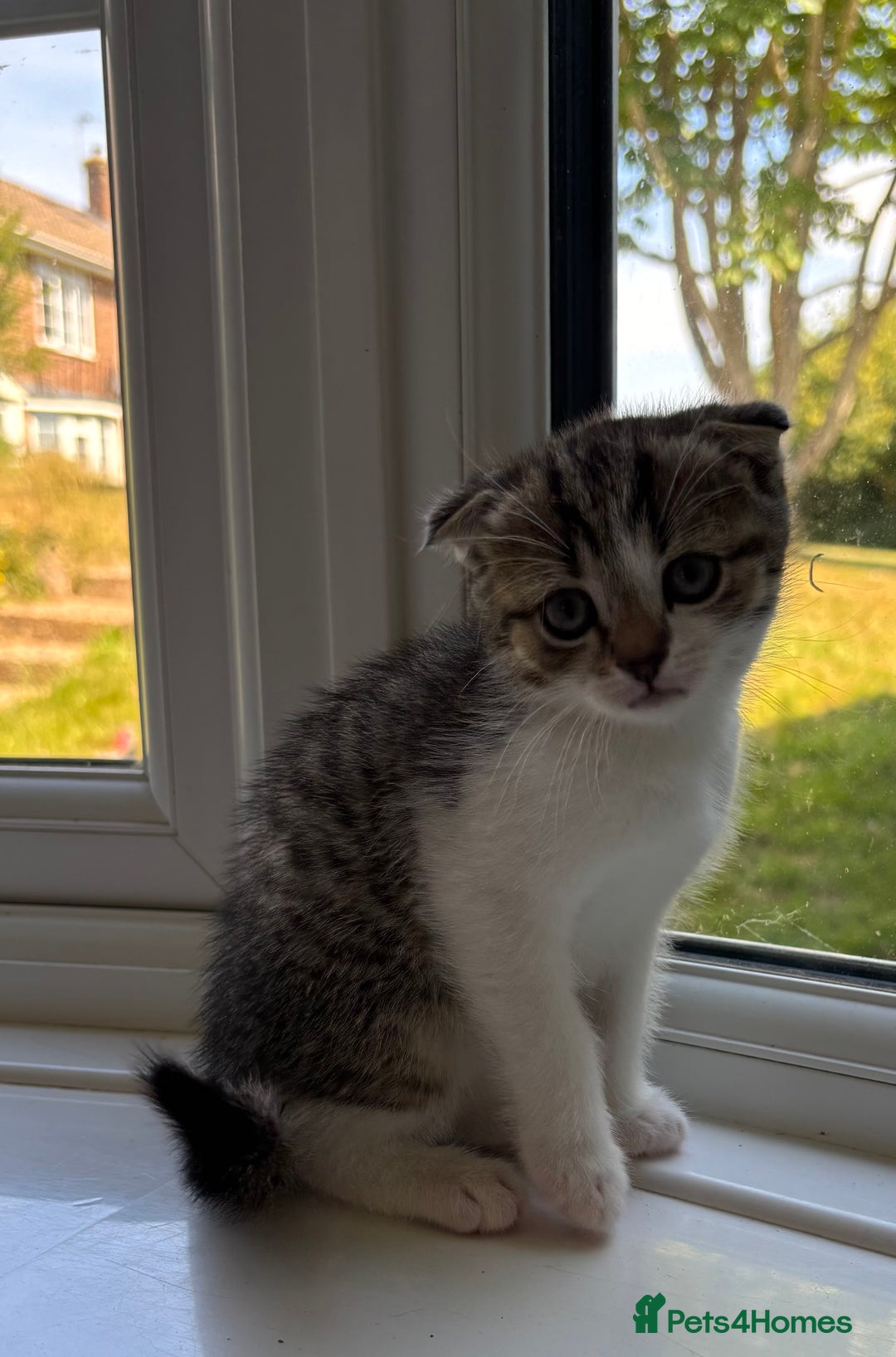 Scottish Fold cats for sale: 3 Scottish folds  in Uckfield - Image 10